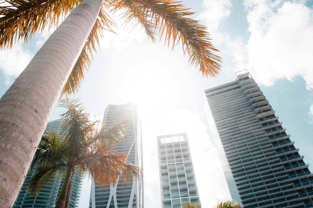 buildings and palm trees